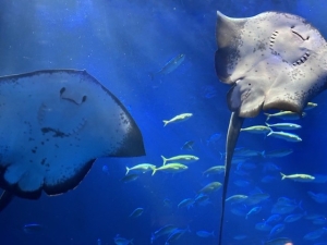 thumbnail_image2 (1).jpg